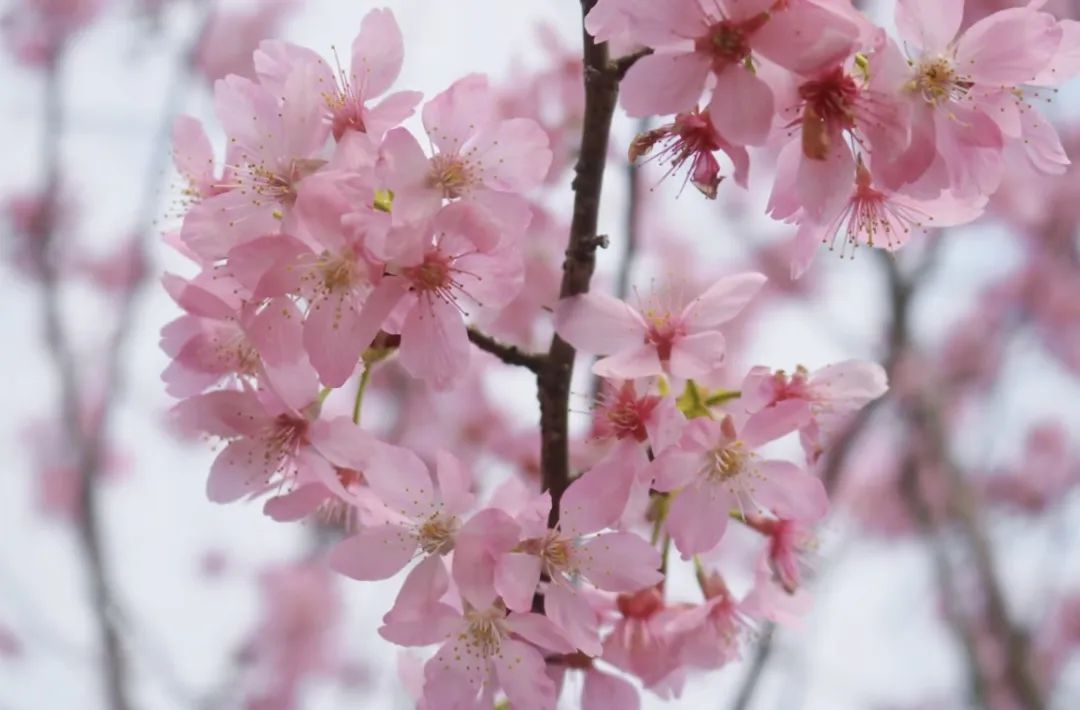 春味正濃｜衡陽南北特邀您共赴舌尖與山野的春日盛宴